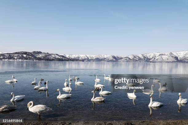 schwäne am kussharo-see im winter in hokkaido japan - whooper swan stock-fotos und bilder