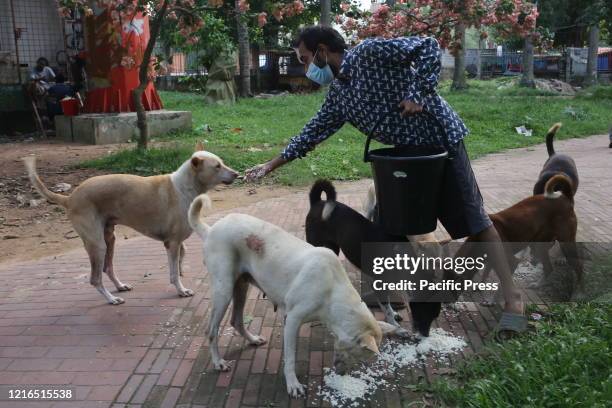 Volunteer is feeding stray dogs during the lockdown caused by COVID-19 epidemic.
