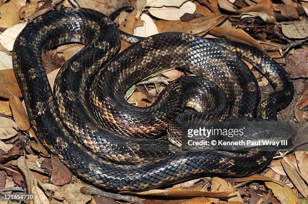 elaphe obsoleta lindheimeri (texas rat snake) - elaphe obsoleta lindheimeri stock pictures, royalty-free photos & images