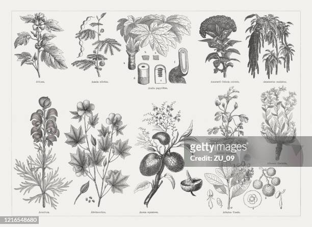 bildbanksillustrationer, clip art samt tecknat material och ikoner med användbara och medicinska växter, trägravyrer, publicerade 1893 - amarant