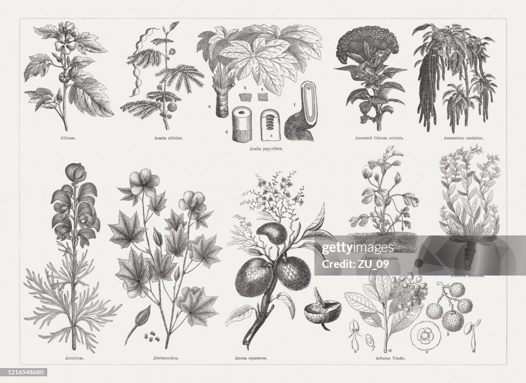 Useful and medicinal plants, wood engravings, published in 1893