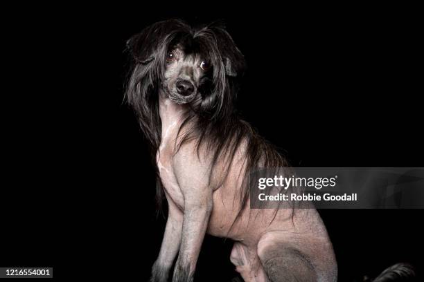 black hairless chinese crested dog looking at the camera on black backdrop - sans poils photos et images de collection