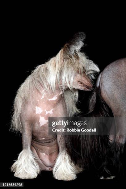 sable and white chinese crested dog smelling the butt of another hairless dog on a black backdrop - hairy bum 個照片及圖片檔