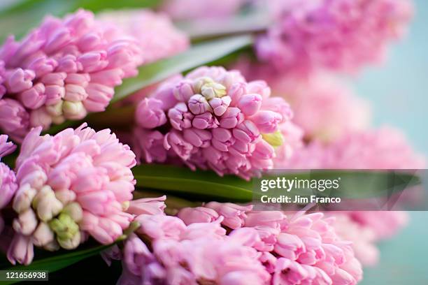 hyacinth bunch - hyacinth bouquet stock pictures, royalty-free photos & images