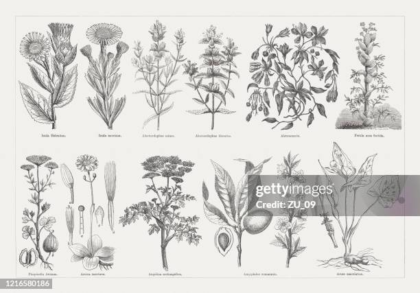 ilustraciones, imágenes clip art, dibujos animados e iconos de stock de plantas útiles y medicinales, grabados en madera, publicados en 1893 - herbal medicine