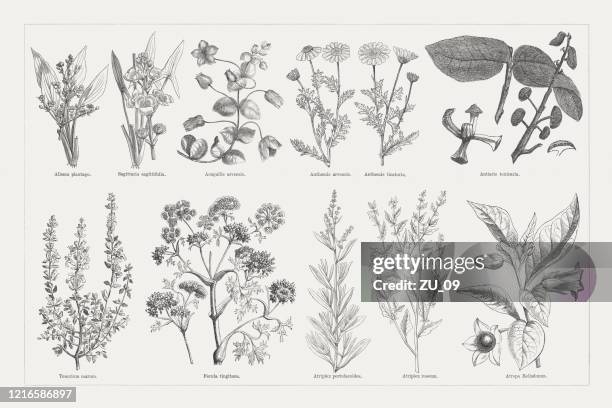 ilustraciones, imágenes clip art, dibujos animados e iconos de stock de plantas útiles y medicinales, grabados en madera, publicados en 1893 - fennel