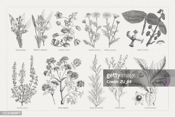 ilustrações, clipart, desenhos animados e ícones de plantas úteis e medicinais, gravuras de madeira, publicadas em 1893 - tomilho