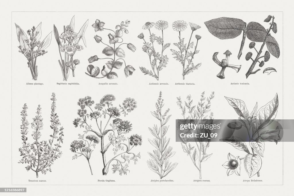 Useful and medicinal plants, wood engravings, published in 1893