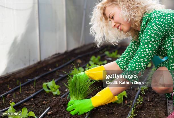 beautiful young woman planting herbs in greenhouse - onion family stock pictures, royalty-free photos & images