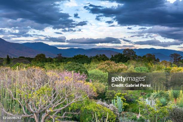 a panoramic view of oaxaca de juarez - oaxaca stock pictures, royalty-free photos & images