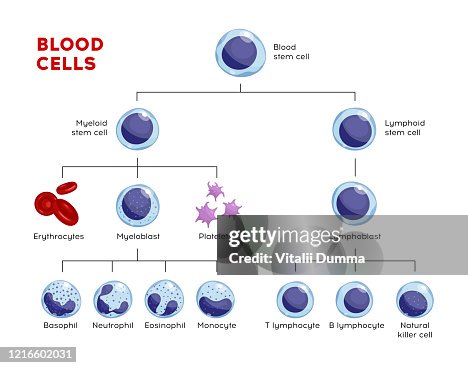 Vector types of blood cells. Erythrocytes, eosinophil, neutrophil, plateletes, leukocytes, lymphocytes, monocytes, basophil etc. Educational chart Vector types of blood cells. Erythrocytes, eosinophil, neutrophil, plateletes, leukocytes, lymphocytes, monocytes, basophil etc. Educational chart