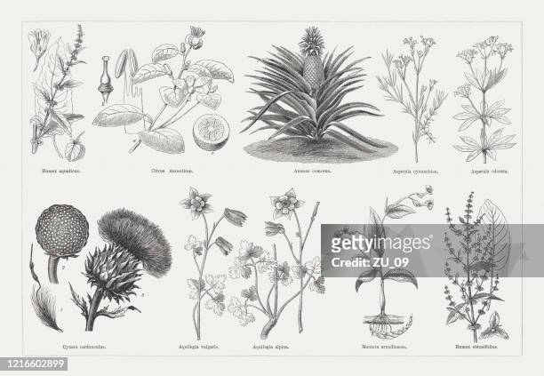 useful and medicinal plants, wood engravings, published in 1893 - seville orange stock illustrations