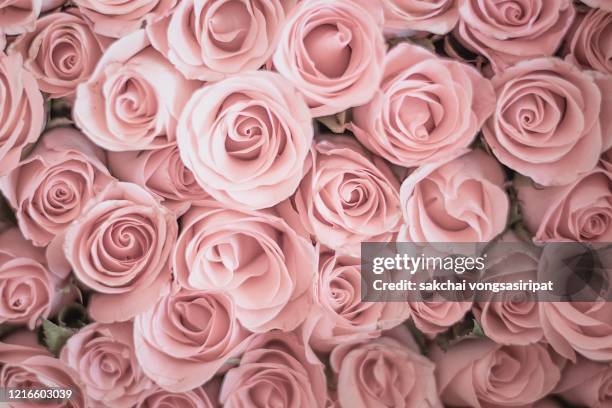 full fram of roses bouquet, germany, europe - wedding background stock pictures, royalty-free photos & images