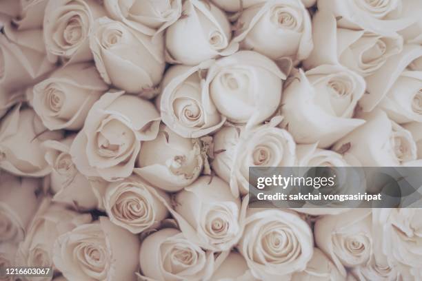 full fram of roses bouquet, germany, europe - bridal background stock pictures, royalty-free photos & images