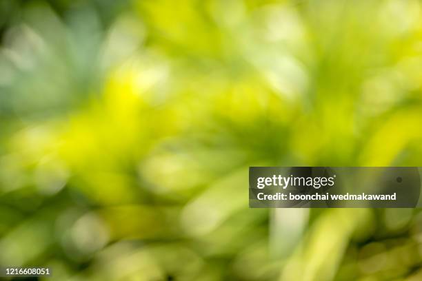 green blurred background and sunlight - rainforest garden ストックフォトと画像