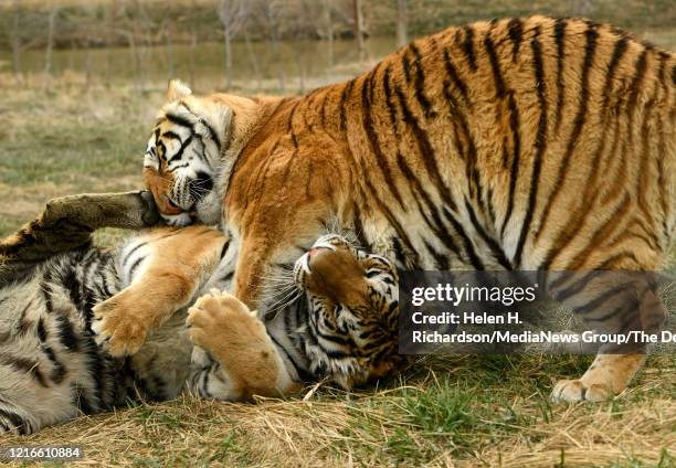 Two tiger brothers play in their open enclosures enjoying a once unimagined life of freedom at the Wild Animal Sanctuary on April 1, 2020 in...