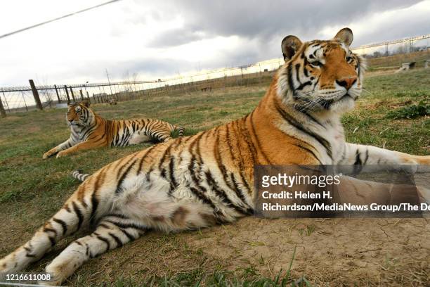 Two young tiger brothers relax in their open enclosures enjoying a once unimagined life of freedom at the Wild Animal Sanctuary on April 1, 2020 in...