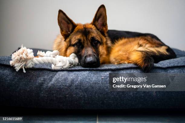 german shepherd laying down - sheep dog stock pictures, royalty-free photos & images