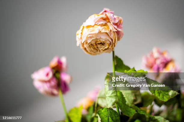 wilted flower - wilted stock pictures, royalty-free photos & images
