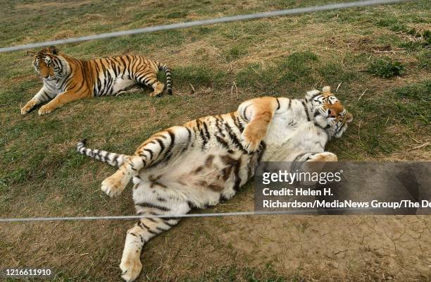 Two tiger brothers relax in their open enclosures enjoying a once unimagined life of freedom at the Wild Animal Sanctuary on April 1, 2020 in...