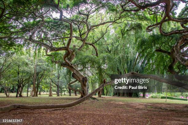 java fig tree at the national botanical gardens in peradeniya, near kandy. - benjamin stock-fotos und bilder