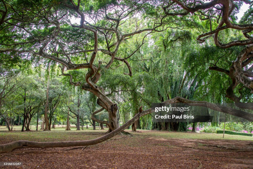 Java Fig tree at the National Botanical Gardens in Peradeniya, near Kandy.
