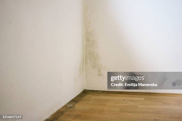 mold on wall - mildew fotografías e imágenes de stock