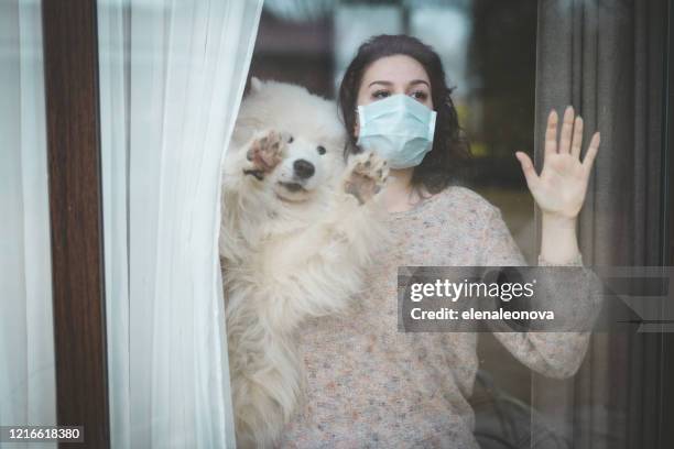 young woman wearing medical mask, standing near the window with dog - pandemic lockdown stock pictures, royalty-free photos & images