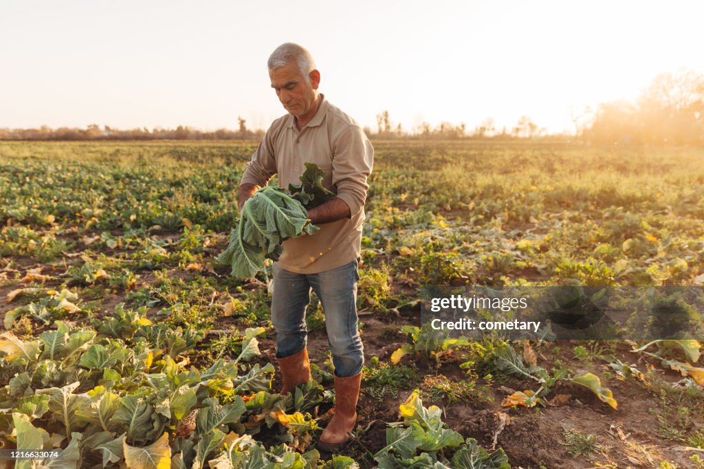 Hombres agricultores que trabajan en el campo