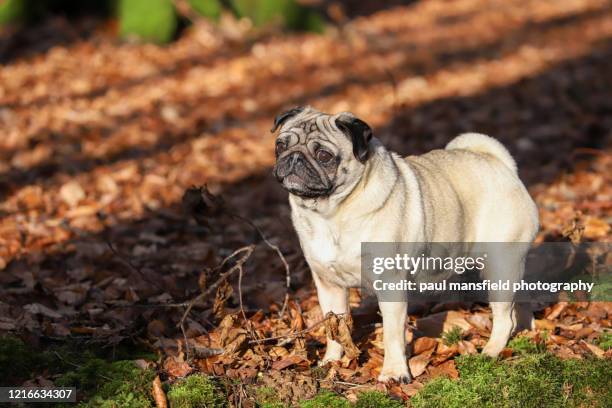 September Pug Pug Wallpaper Photos and Premium High Res Pictures - Getty Images