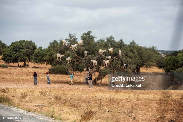 ziegen stehen auf einem arganbaum, marokko - argan stock-fotos und bilder
