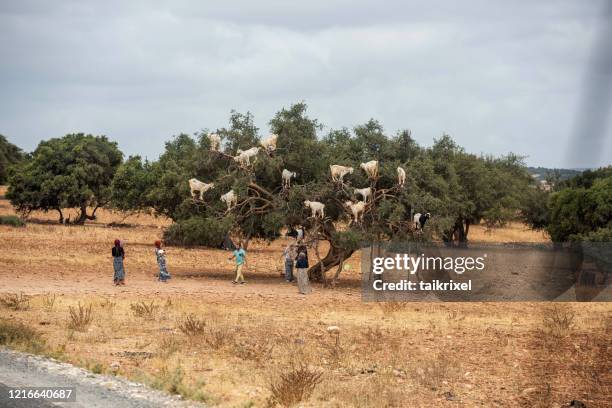 les chèvres se tiennent sur un arbre d’argan, maroc - argan photos et images de collection