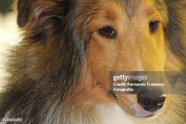 Lassie Dogs Photos and Premium High Res Pictures - Getty Images