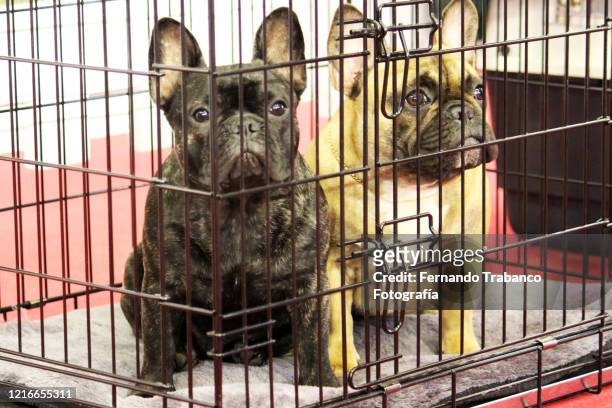 two caged dogs - ペットショップ ストックフォトと画像