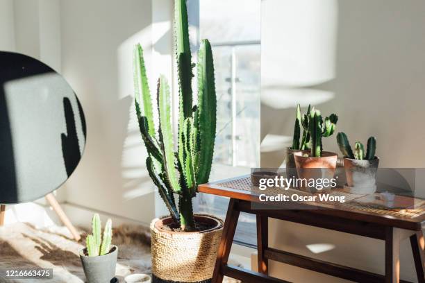 plants in a corner of the living room - cactus stock-fotos und bilder