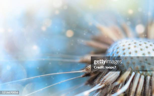 löwenzahn im sonnenlicht - löwenzahn-samen stock-fotos und bilder
