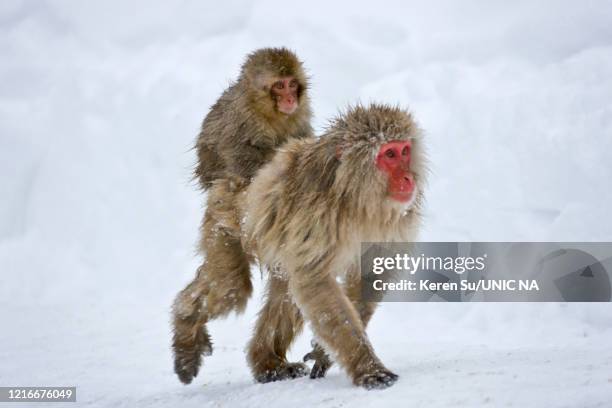 japanese snow monkeys on snow, mother carrying baby - 本州 ストックフォトと画像