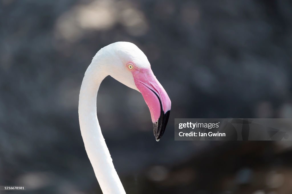 Flamingo_3