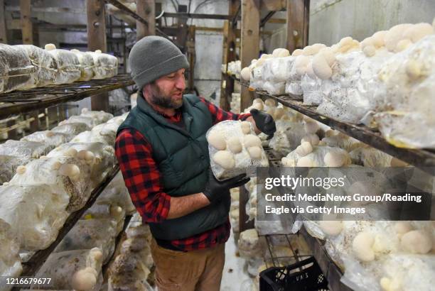 Lenhartsville, PA Matt Sicher, co-owner of Primordia Mushrooms with some of the Lion's Mane mushrooms at Primorida Mushroom farm in Lenhartsville, PA...
