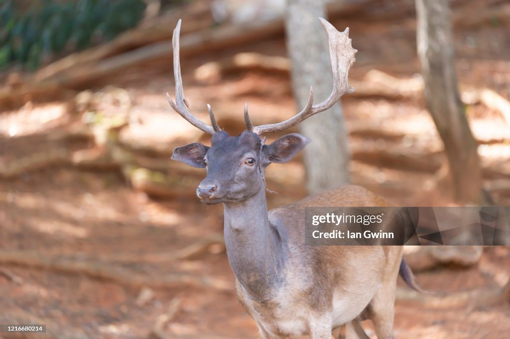 Fallow Deer