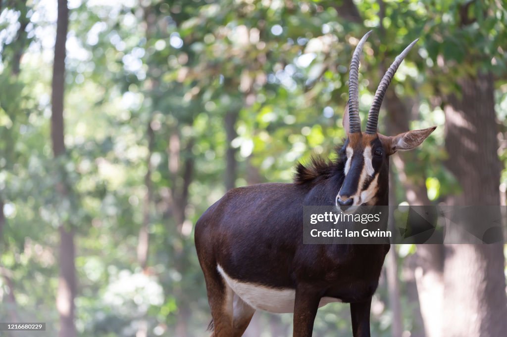 Sable Antelope