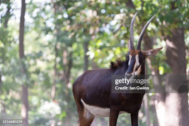 sable antelope - sable antelope stock pictures, royalty-free photos & images
