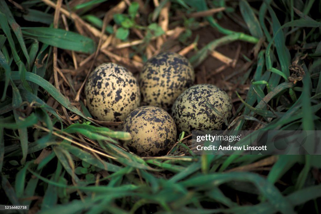 Lapwing (Vanellus vanellus) nest with four eggs within the leaves of a crop of winter wheat, England, United Kingdom