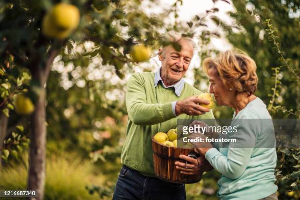 senior man giving his wife a ripe quince to smell - quince stock pictures, royalty-free photos & images