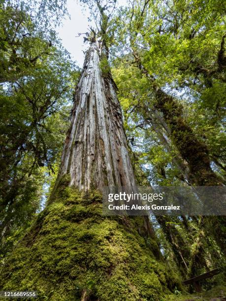 patagonian cypress in the chilean patagonia - cypress tree stock pictures, royalty-free photos & images