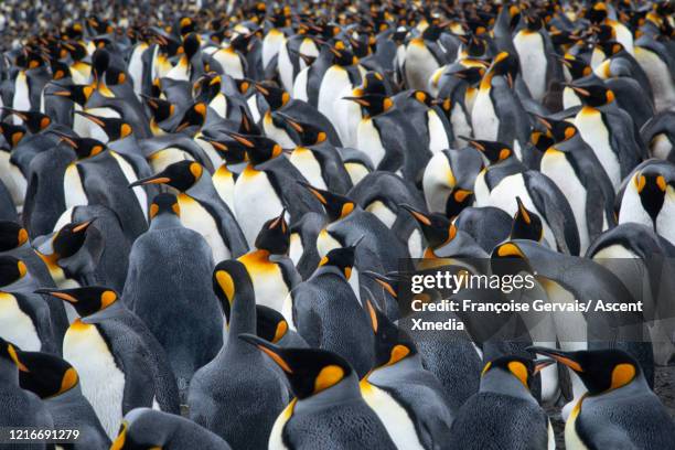 king penguin (aptenodytes patagonicus) - colônia grupo de animais - fotografias e filmes do acervo