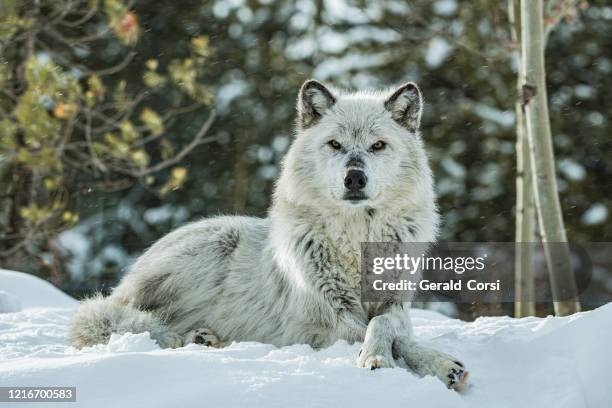 le loup gris ou le loup gris (canis lupus) est une espèce de canidé originaire de la nature sauvage et des régions éloignées de l’amérique du nord. - yellowstone photos et images de collection