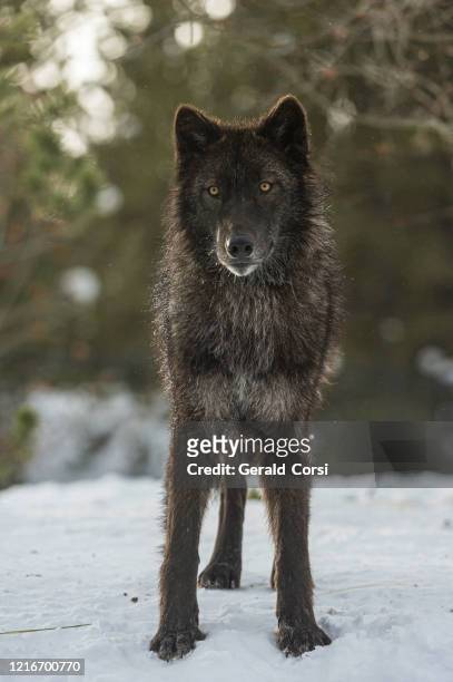 the gray wolf or grey wolf (canis lupus) is a species of canid native to the wilderness and remote areas of north america. - yellowstone national park wolf stock pictures, royalty-free photos & images