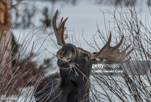 elanden in de winter in yellowstone national park eten kleine ledematen van struiken. - alce stockfoto's en -beelden