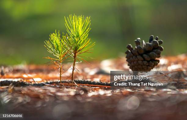 Pine Tree Seedlings Photos and Premium High Res Pictures - Getty Images